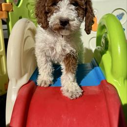 Lennox - Pink Female - Parti female Goldendoodle puppy in Gilbert, Arizona from Azbernedoodlepuppies