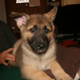 Shiloh Shepherd Puppies from Solace Shilohs