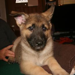 Shiloh Shepherd Puppies from Solace Shilohs