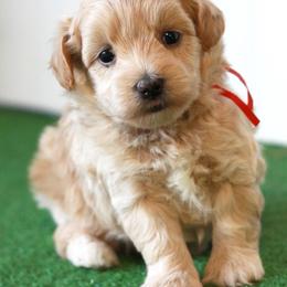 Mr. Red Collar - Cream male Maltipoo puppy in Springtown, Texas from North Texas Puppies