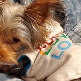 Yorkshire Terriers from Fabiola Yorkies
