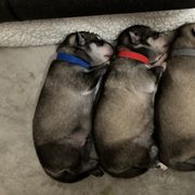Alaskan Klee Kai puppies from Angels Klee Kai