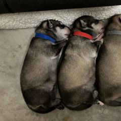 Alaskan Klee Kai puppies from Angels Klee Kai