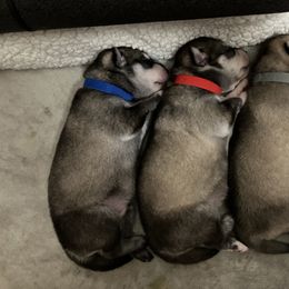 Alaskan Klee Kai puppies from Angels Klee Kai