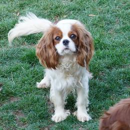 charm - Cavalier King Charles Spaniel