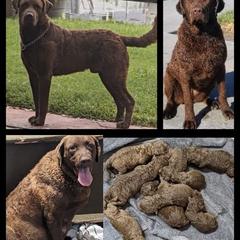 Chesapeake Bay Retriever Puppies from Elizabeth Robinson's Chesapeake Bay Retrievers