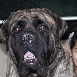 Zeke - Mastiff