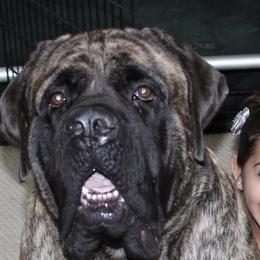 Zeke - Mastiff