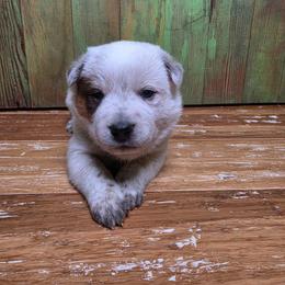 Blue Collar Red Male - Red speckled male Australian Cattle Dog puppy in Riverton, Utah from Rundown Ranch Cattle Dogs