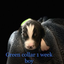 Australian Shepherd Puppies from Sydney’s Sweethearts