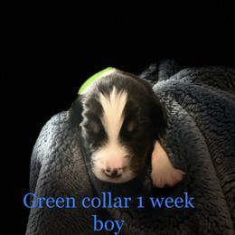 Australian Shepherd Puppies from Sydney’s Sweethearts