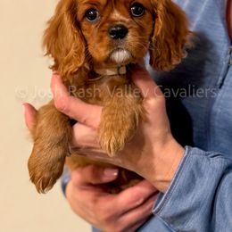 Cavalier King Charles Spaniel Puppies from Valley Cavaliers