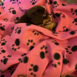 Miniature Australian Shepherd and Toy Australian Shepherd Puppies from Fireside Toy & Mini Aussies