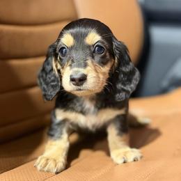 Evangeline- Hidden Dapple - Black and cream female Dachshund puppy in Baton Rouge, Louisiana from Bayou d’ Elara Dachshunds