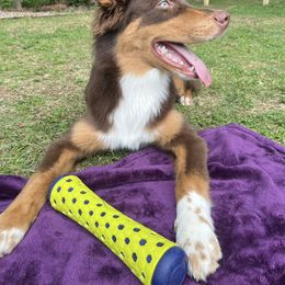 Rolo - Australian Shepherd