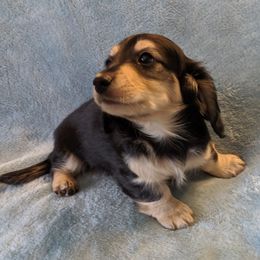 Dachshunds from FableDachs