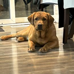 Ayra - Labrador Retriever