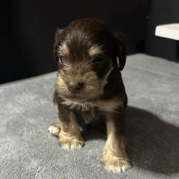 Pinky - Liver female Miniature Schnauzer puppy in White Plains, Kentucky from Devon Dunlap