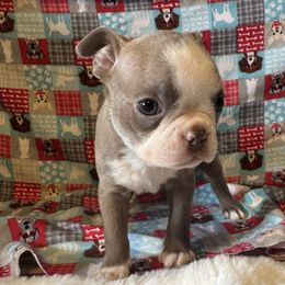 Faith - Seal and white female Boston Terrier puppy in Wellington, Ohio from Twist of Faith Farms