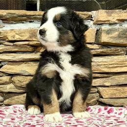Sirius - Black tri-color male Australian Shepherd puppy in Red Springs, North Carolina from Julia Rose Ranch