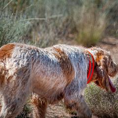 Spinoni Italiani from Millers Point Versatile Gun Dogs