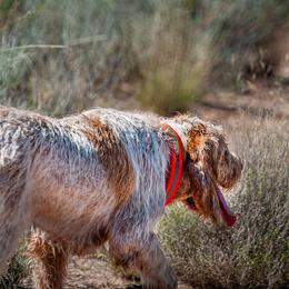 Spinoni Italiani from Millers Point Versatile Gun Dogs