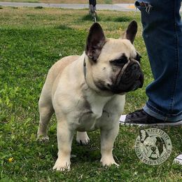 French Bulldog All Grown Up from Mac’s Finest Bulldogs