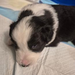 Ivy - Black tri-color female Australian Shepherd puppy in Harrodsburg, Kentucky from Triple M Aussies