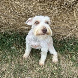 Sophie - Miniature Schnauzer