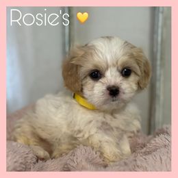 Girl 4 - Blenheim female Cavachon puppy in Smoot, Wyoming from Designer Mountain Mutts