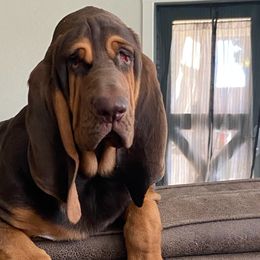 Bloodhounds from Desert Bloodhounds