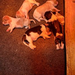 Litter - Blenheim male Cavalier King Charles Spaniel puppy in Holbrook, New York from Merimaur Goldens and Cavaliers