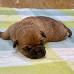 Male 2 - Red male Staffordshire Bull Terrier puppy in Lakeland, Florida from English Creek Staffords