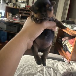 Girl 1 - Blue and gold female Yorkshire Terrier puppy in Stanton, California from Essence of Grace Yorkies