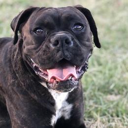 Boxers from Twin Farms