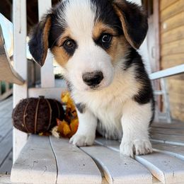 Diego - Black and tan male Pembroke Welsh Corgi puppy in El Dorado Springs, Missouri from Trixie Dixie