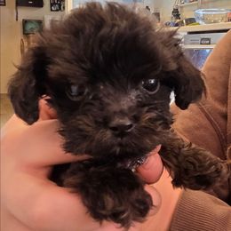 Cinder - Black female Cavapoo puppy in Auburn, California from Gold Country Doodles