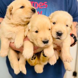 Matt - Golden male Golden Retriever puppy in Saint Pauls, North Carolina from Copperfield’s Goldens