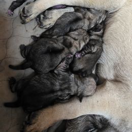 Girl 2 - Fawn female Pug puppy in Vale, North Carolina from Von Katzenstein Kennel