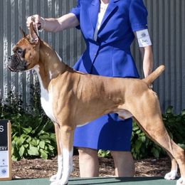 Tanner - Boxer