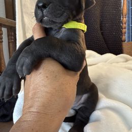 Oakley - Black male Great Dane puppy in Reno, Nevada from Good Dog Danes