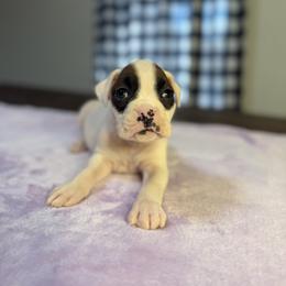 Girl 5 - White female Boxer puppy in Prestonsburg, Kentucky from Bre’s Boxers
