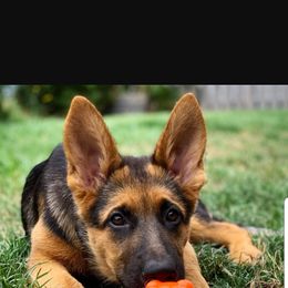 German Shepherd Puppies from H German Shepherds