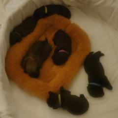 Brussels Griffon puppies from Fretwell's Fabulous Griffons