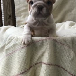 Bulldog, French Bulldog, and Pug Puppies from Royal destiny kennels
