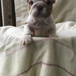 Bulldog, French Bulldog, and Pug Puppies from Royal destiny kennels