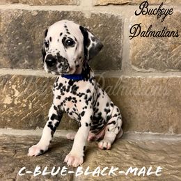 Dalmatian Puppies from Buckeye Dalmatians
