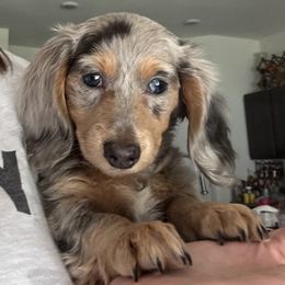 Cricket--Isabella Dapple - Dapple female Dachshund puppy in New Smyrna Beach, Florida from J & L Mini D’s