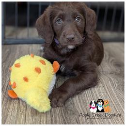F1 Labradoodles - OFA-Genetics-2 Year Health Warranty. - Chocolate female Labradoodle puppy in Jeddo, Michigan from Apple Creek Doodles