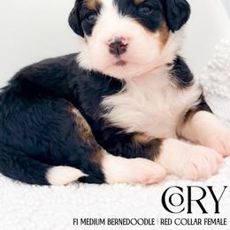 Cory - Tri-color female Bernedoodle puppy in Tipton, Indiana from Country Creek Doodles